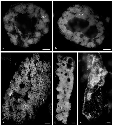 Wheat Antipodal Cells with Polytene Chromosomes in the Embryo Sac Are ...