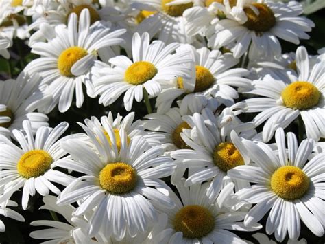 Shasta Daisy Flowers: Information On How To Grow Shasta Daisy