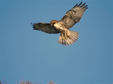 Red Shouldered Hawk In Flight