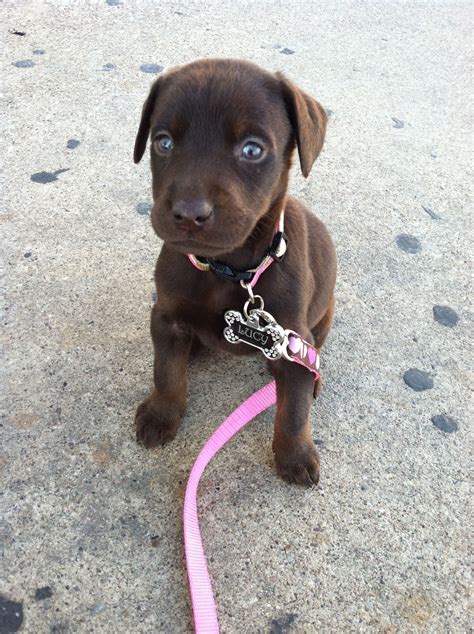 Lab X Doberman Puppies at Edith Corlett blog