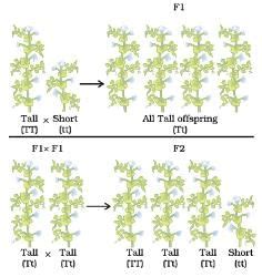 Diagram Based Questions: Heredity - Science Class 10 PDF Download