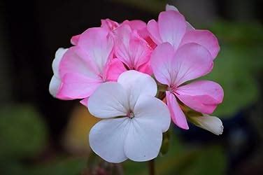 Buy Nikon D3400 24.2 MP Digital SLR Camera (Black) + AF-P DX Nikkor 18 ...