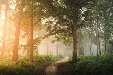 Image result for JavaScript Codex