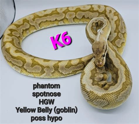 Image result for Goblin Ball Python
