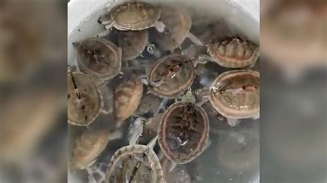 यूपी में Turtle Smuggling का भंडाफोड़, 200 कीमती कछुए बरामद - UP Police ...