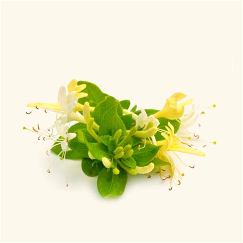 Buy Honeysuckle Essential Oil Online in India | Bulk Manufacturer ...