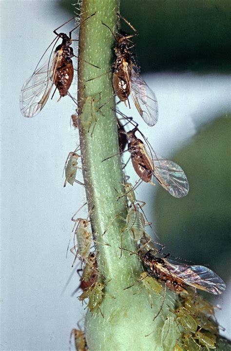 Aphids Life Cycle