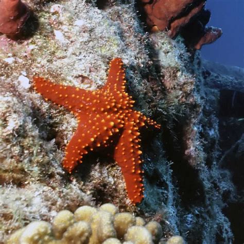 10 Fantastic Facts About Starfish (Sea Stars) - Factopolis