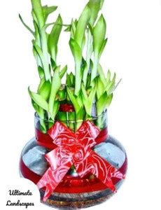 WG Wood Gibbs Two Layer Bamboo Plant Price in India - Buy WG Wood Gibbs ...