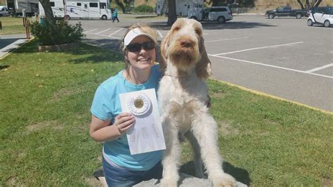 Carson City Spinone to compete in Westminster Dog Show