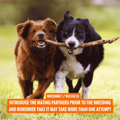 Image result for First Breeding Dogs