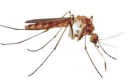 不同类型的蚊子，你都知道吗？