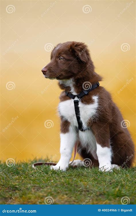 Brown border collie puppy stock photo. Image of collie - 40024966