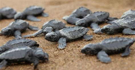 Large Number Of Baby Olive Ridley Turtles Released Into The Sea In ...