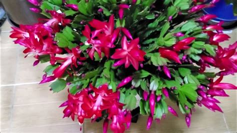 Image result for Color Coding Rules