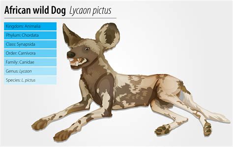 What Is A Dogs Kingdom Phylum Class Order Family Genus And Species