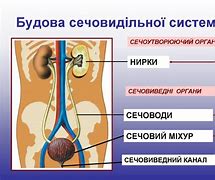 Зображення за запитом Сечовидільна система