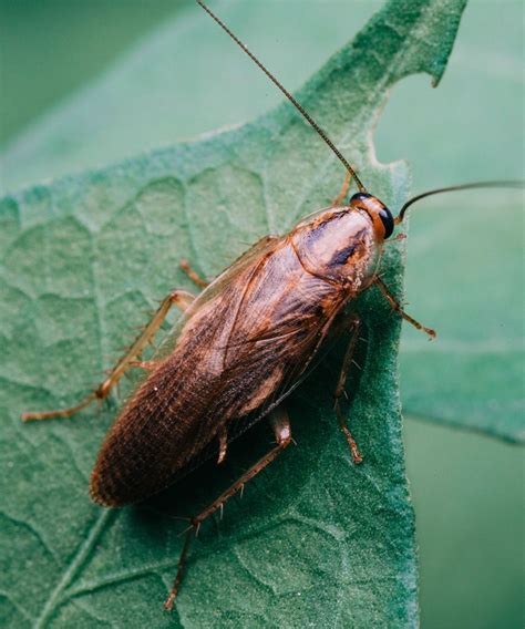 Will bleach kill roaches? Entomologists advise | Homes and Gardens