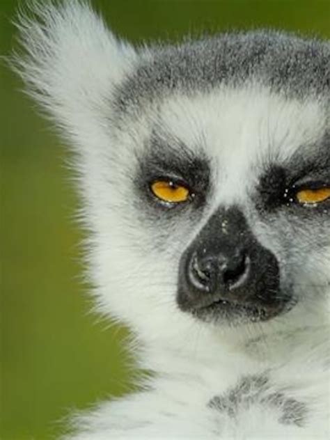 Lemur Eyes