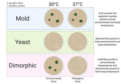 Fungal Growth Patterns — PathElective