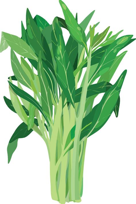 Water Spinach. Morning Glory. Asian Vegetable Illustration Vector ...