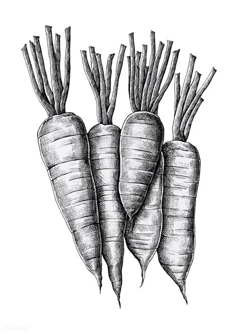 Drawing Of Carrot