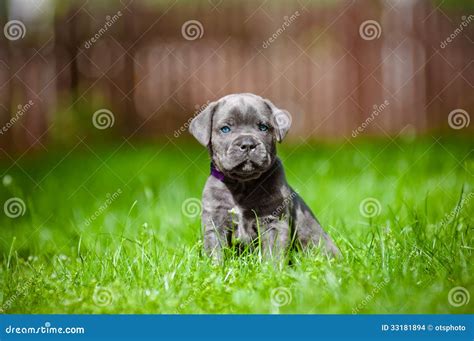 Cane Corso Puppy with Blue Eyes Stock Photo - Image of funny, pets ...