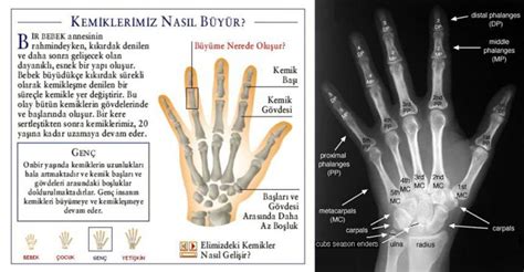 Kemik Nedir - Kemiğin Yapısı Ve Görevleri - Sayfa 2