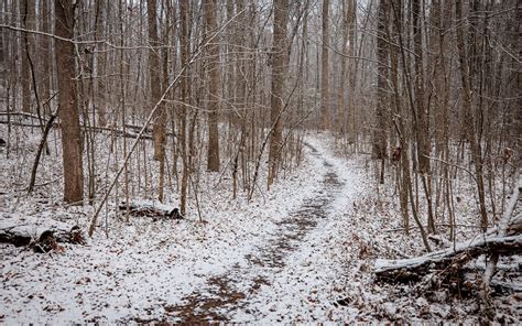 Download wallpaper 1920x1200 trail, snow, trees, forest, winter ...