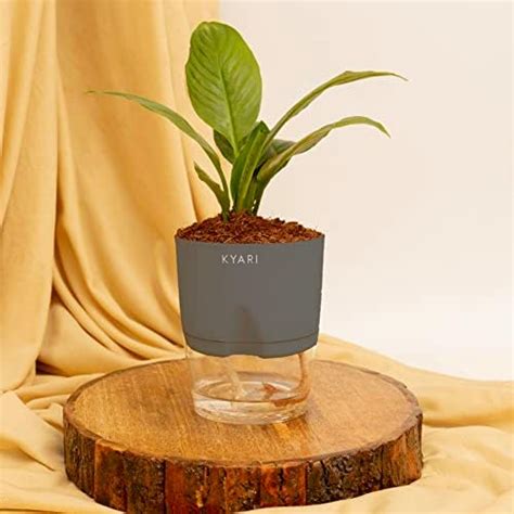 KYARI Philodendron Broken Heart Indoor Plants for Living Room | Live ...