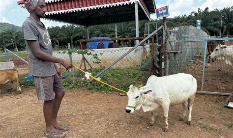 "Discover rare miniature cattle breeds like Micro Mini Cows, Punganur ...