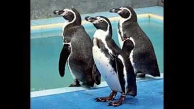 6 zoo penguins pair up, young Bubble left alone | Mumbai News - Times ...