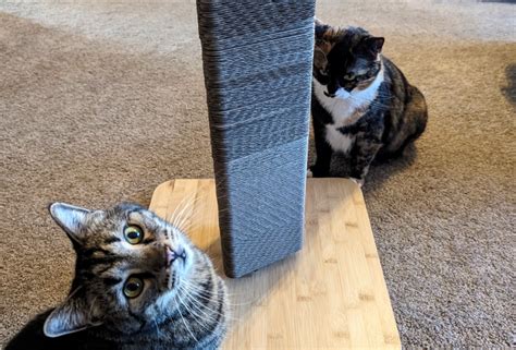 Image result for Cat Scratching Post Review