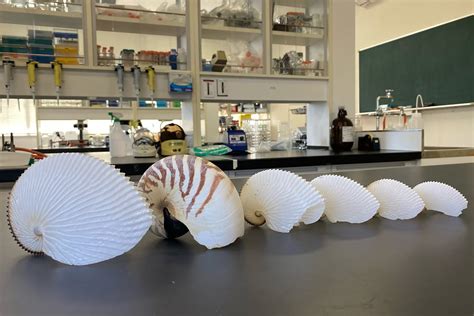 Octopus Shell 的图像结果