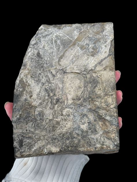 Fossil Dinosaur Tracks - Massachusetts - Gary's Gem Garden