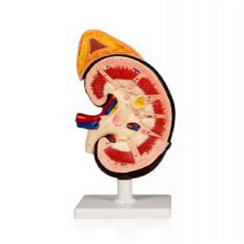 Anatomical Models - Magnified Pulmonary Alveolar Model Manufacturer ...