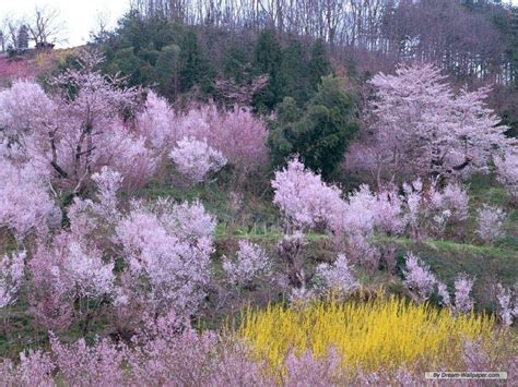 Free Spring Backgrounds 的图像结果