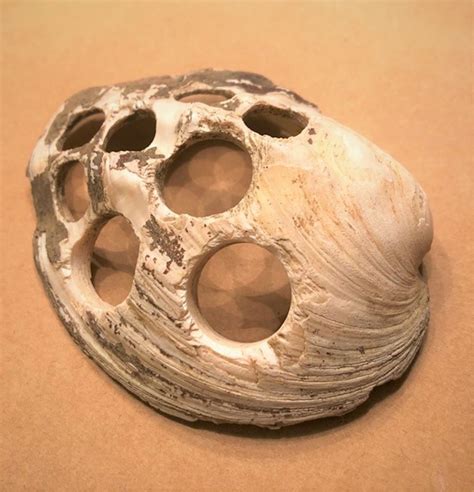 Image result for Musselshell High Resolution