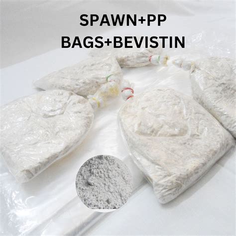 Oyster Mushroom Spawn 5 kg kit ( Spawn plus 50 PP bags plus Bevistin ...