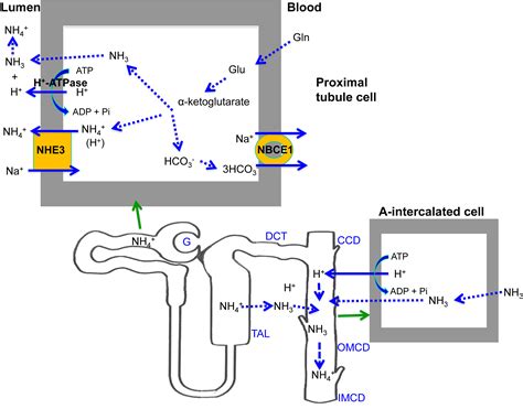 Pathophysiology of Renal Tubular Acidosis: Core Curriculum 2016 ...