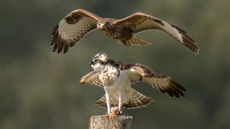 Osprey vs Buzzard by Leon Goudriaan / 500px
