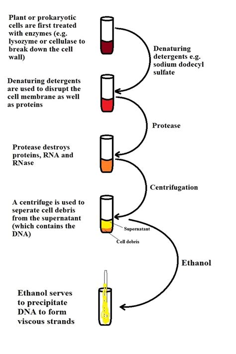 How to Process a DNA Sample 的图像结果