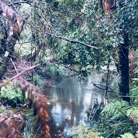 CABBAGE TREE CREEK FLORA RESERVE - All You Need to Know BEFORE You Go ...