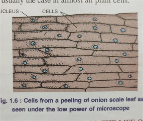 onion peel cell and cheek as through Microscope diagram. - Brainly.in