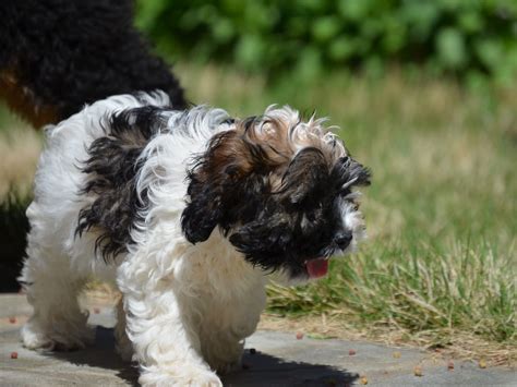 Image result for Tricolor Cockapoo