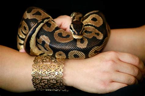 Image result for Ball Python Size Female
