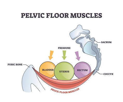 Give Your Pelvic Floor Some Love — Outline Health | Osteopath Farnham ...