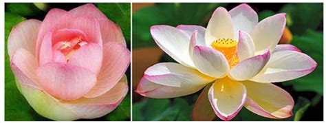 vedic-lifestyle/food/flowers/lotus - Indian Scriptures