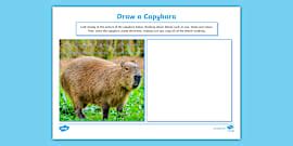 What is a capybara? - Twinkl Teaching Wiki - Twinkl