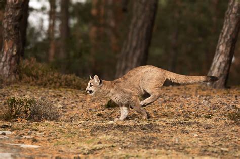Mountain Lion (Cougar) Population by State in 2024 - A-Z Animals